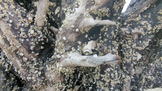 barnacles on driftwood