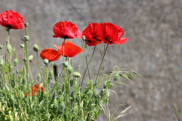 Obraz premium Red poppy flowers blooming in wild summer meadow