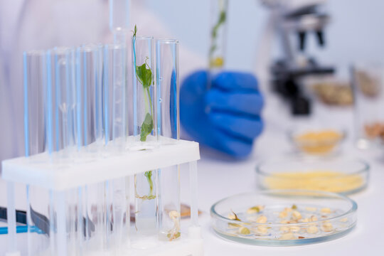 plant breeding genetic modification plant research laboratory. A researcher in the laboratory studies plants, genetic modification, and plant breeding. Study in the laboratory.