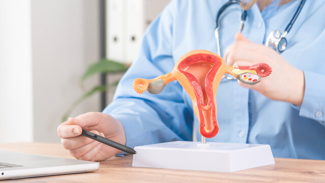 Medical professional holds detailed reproductive anatomy model. They point to the uterus and ovaries with a pen. Laptop sits on the wooden desk beside the model