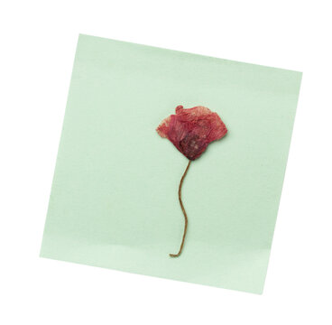 dried red poppy flower on note paper. Botanical collage element.