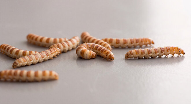 Macro detailed photograph of yellow mealworms larvae crawling together across clean plain surface used for animal food or bait