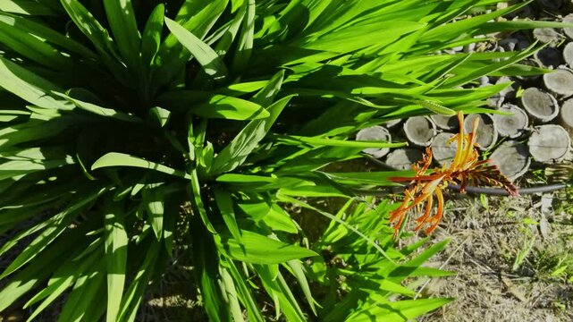 female Austral Hummingbird (Sephanoides sephaniodes or Green-backed Firecrown) Hovering Near an Orange African Flag or cornflag Plant Flowers (Chasmanthe floribunda)