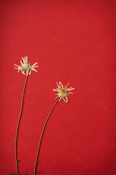 Pressed daisy flowers on red paper background. Minimal botanical composition with copy space.