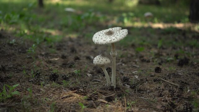 Two White Parasol Mushrooms Among Forest Undergrowth, Close Up