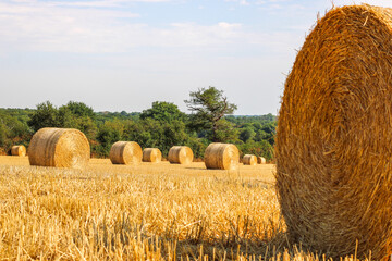Hay stacks stacked in a large pile, hay harvesting for winter © Armine