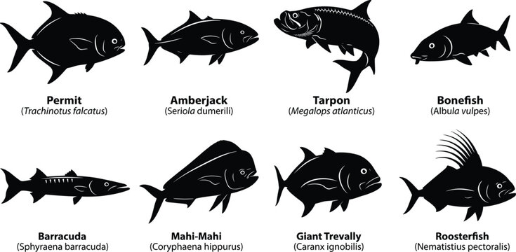 Game Fish Silhouette Collection with Permit Tarpon Barracuda Mahi Mahi and Bonefish Species
