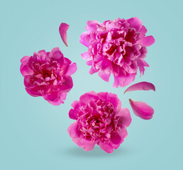 Pink peonies flying in air on pastel blue background © New Africa