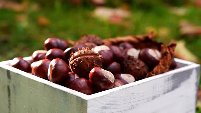 Freshly harvested chestnuts collected during autumn in white rustic wooden crate. Seasonal gathering natural produce and traditional harvest activities. Natural textures of nuts and fall surroundings