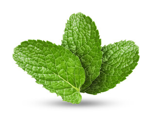 Mint leaves on white background. Aromatic herb © New Africa