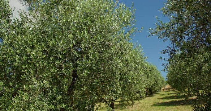 Lush olive grove trees in tuscany, italy