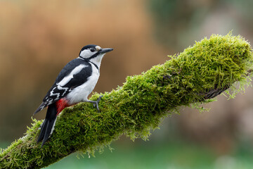 Obraz premium Great spotted woodpecker perched on a moss-covered branch in forest