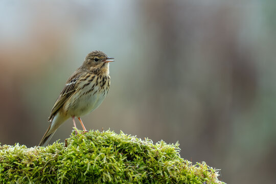 Tree pipit singing on a moss-covered stump in natural habitat