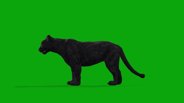 4k realistic black panther idle side view loop animation isolated on Green Screen, 3D black African leopard attention standing on the chroma key