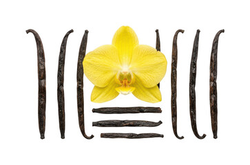 Fragrant vanilla png Aromatic vanilla pod png Yellow vanilla orchid png Organic vanilla bean png Dried vanilla pod cutout Natural vanilla isolated transparent background image © maruf