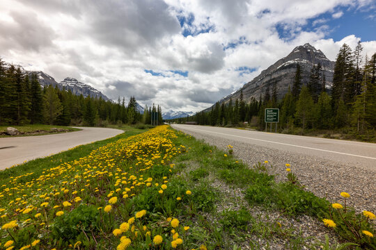 Roadside Wildflowers Along a Rocky Mountain Highway