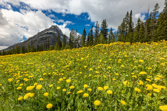 Wildflower Meadow Beneath Rocky Mountain Peaks, British Columbia