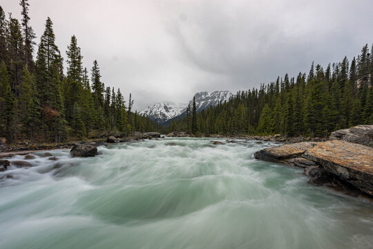 Misty Forest Above the Rapids of Mistaya Canyon
