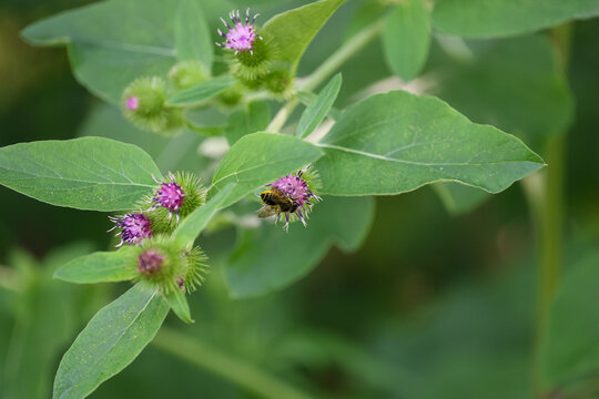 pollinisateur une une plante, Qu&eacute;bec, Canada
