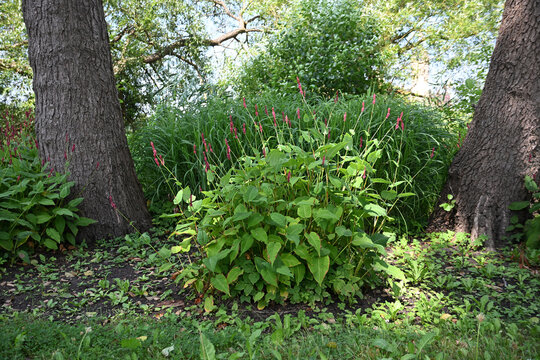 Flowering red knotweed or bistort (Bistorta amplexicaulis) between two trees in a natural garden or park, landscape design featuring hardy plants, selected focus