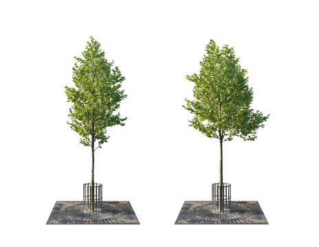 Urban Tree Collection with Tree Grate and Trunk Guard (Street Tree with Protective Grille) Isolated PNG on a Transparent Background Premium Nature Cutout