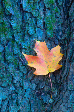 fallen autumn red leaf and blue tree bark texture
