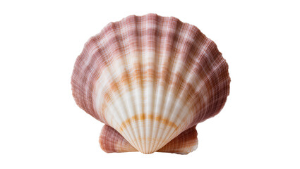 Isolated elegant scallop seashell with distinct radial ribs and beautiful natural coloring © Aoife