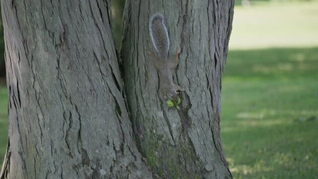 Grey tree and ground squirrel snacking and eating on acorn nut and nuts falling from close tree trunk branch in midwest Ohio backyard with green grass, wooden red fence, and mulch garden 4k