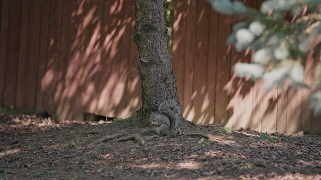 Grey tree and ground squirrel snacking and eating on acorn nut and nuts falling from close tree trunk branch in midwest Ohio backyard with green grass, wooden red fence, and mulch garden 4k