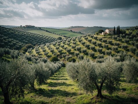 Rolling hills in Apulia with vast olive groves under cloudy sky. Traditional Italian villa sits atop hill, surrounded by cypress trees. Green fields contrast with grey sky creating serene landscape.