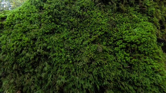 Ancient forest tree covered with green moss