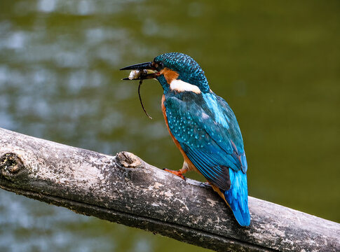 Shining Kingfisher Perched on Branch Holding a Fish