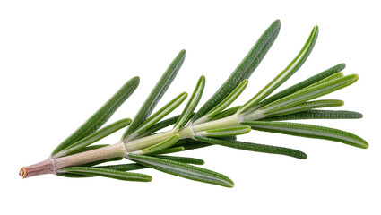 Fototapeta premium Isolated single fresh green rosemary sprig fragrant aromatic herb for culinary seasoning
