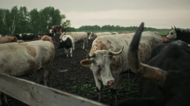 Mixed breed herd of horned cows standing together in muddy cattle corral on rural dairy farm on rainy day