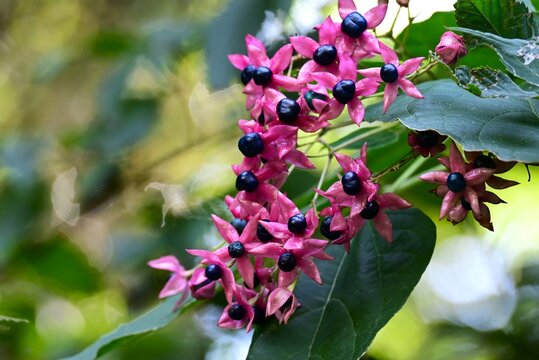 Harlequin glory bower. Lamiaceae deciduous shrub. It produces fragrant white flowers in summer, and the contrast between the red calyces and berries in autumn is beautiful.