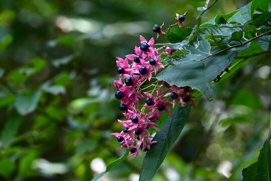 Harlequin glory bower. Lamiaceae deciduous shrub. It produces fragrant white flowers in summer, and the contrast between the red calyces and berries in autumn is beautiful.