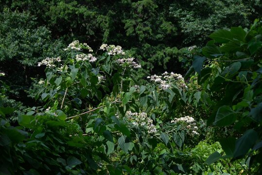 Harlequin glory bower. Lamiaceae deciduous shrub. It produces fragrant white flowers in summer, and the contrast between the red calyces and berries in autumn is beautiful.