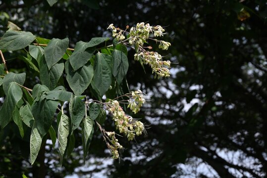 Harlequin glory bower. Lamiaceae deciduous shrub. It produces fragrant white flowers in summer, and the contrast between the red calyces and berries in autumn is beautiful.