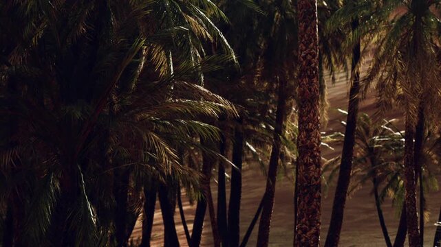 Several tall palm trees are present in a desert area with sand dunes in the background. The sunlight shines through the leaves and creates patterns on the ground.