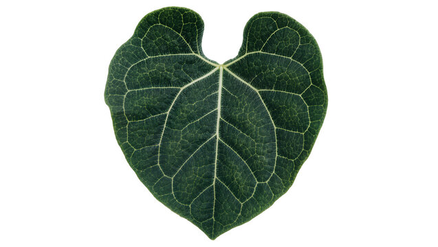 Isolated dark green heart-shaped botanical leaf with intricate bright prominent venation detail