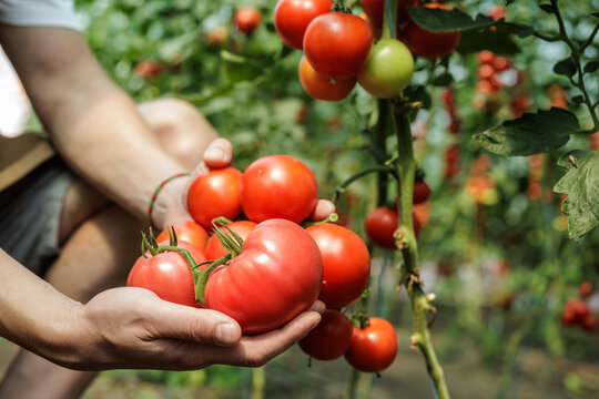 Harvesting Fresh Tomatoes on a Small Eco-Farm