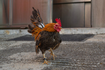 Bantam Rooster Walking with One Foot Raised Outdoors  © JuRa