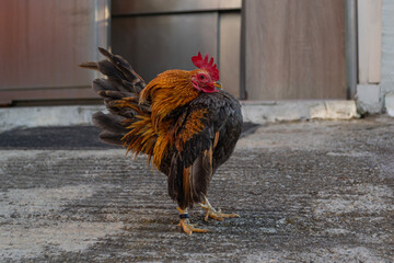 Colorful Bantam Rooster Standing Outdoors with Raised Tail  © JuRa