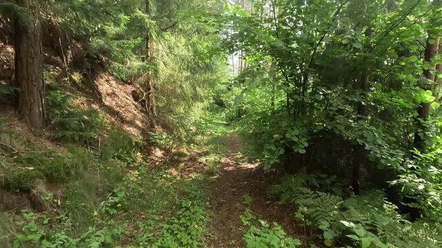 Narrow dirt trail passes through dense green conifers and leafy undergrowth, with mossy ground, dappled sunlight, quiet wilderness mood, and fresh summer hiking scenery