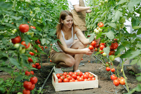 Harvesting Fresh Tomatoes on a Small Eco-Farm
