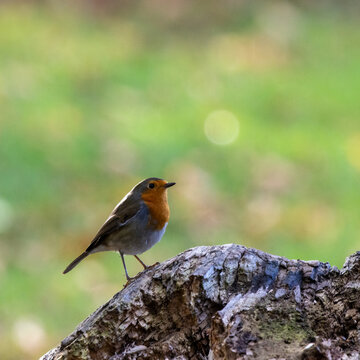 Red Robin standing on truck