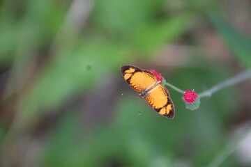 inseto borboleta - Lepidoptera  © oscaryoshinori