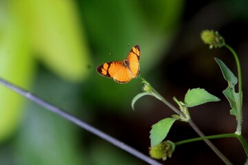 inseto borboleta - Lepidoptera  © oscaryoshinori
