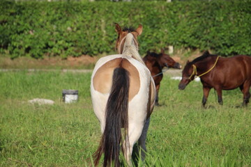 animal cavalo - equus ferus caballus © oscaryoshinori