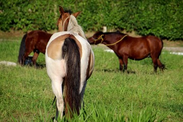 animal cavalo - equus ferus caballus © oscaryoshinori